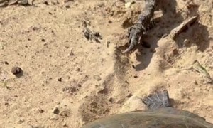 Helping a Flipped Turtle During a Fishing Tournament