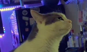 Sleeping Cat Rudely Awakened by a Slap