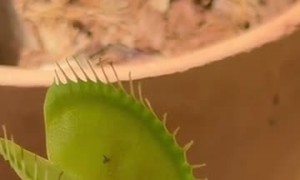 Orb-weaver spider claimed by venus flytrap