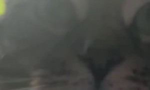 Cat Doesn't Like Being Called Fat