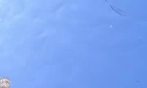Jellyfish Spins in Diver's Bubble Ring