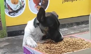 Hungry Stray Dog Finds a Meal at Pet Shop