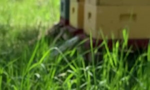 Bees Drinking From a Water Feeder