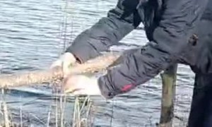 Unsuccessful Jump Over a Bridge on the River