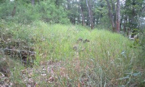 Curious Black Woodpecker Beats Trail Cam Like a Drum