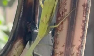 Praying Mantis Takes Down a Dragonfly