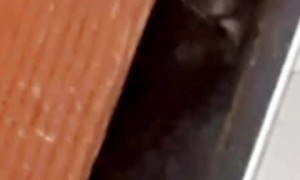 Cat Caught Peeking Under Bathroom Door