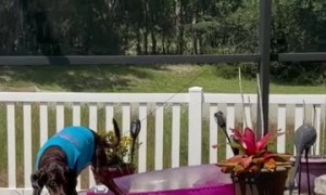 Dog Jumps Onto Pool Float