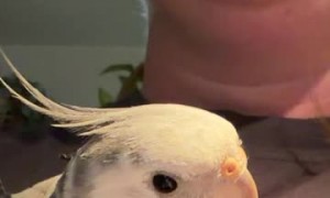 Opera Singer and Cockatiel Perform Duet