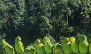 Green-Cheeked Parakeets
