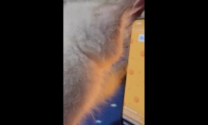 Kitty Plays Cockroach Game on Phone