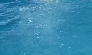 Dog Climbs Ladder to Jump Into Pool