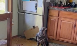 Unexpected Eagle Visits Kitchen