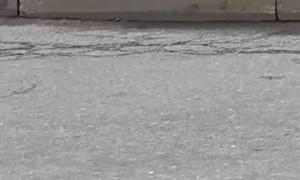 Rat Holds Its Own Against Two Crows