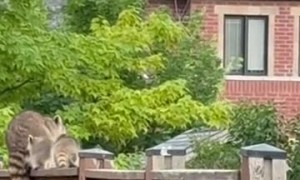 Raccoon Kits Climb Single-File to Mama