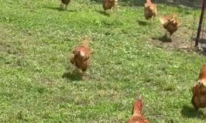 Dog Loves to Play With Chicken Friends