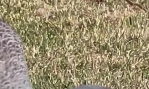 Sandhill Crane Mama and Babies