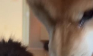 Shiba Inu Puppy Pushes Kitten Into Water Bowl