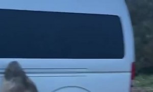 Neil The Seal Vs. Parked Car