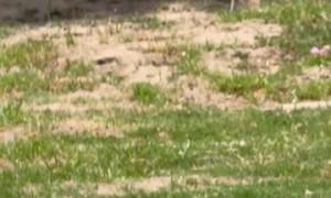 Heron Hunting