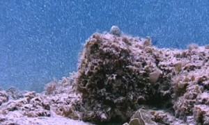 Following a Beautiful Blue and Yellow Ribbon Eel
