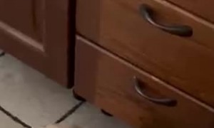 Puppy in a Takeout Box