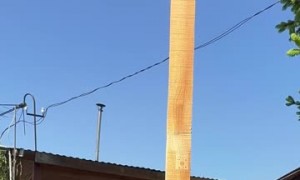 Squirrel Rescue