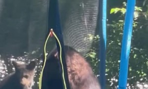 Mama Bear and Cubs Play on Trampoline