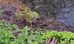 Wild Boar Family River Crossing