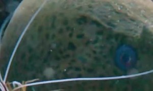 Huge Javanese Moray Eel Getting Cleaned by Two Very Brave Cleaning Shrimp
