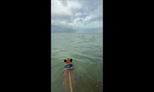 Fred and His Dolphin Friend