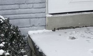 Cat Struggles Through Snow