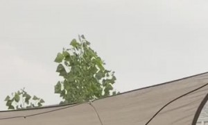 Golf Ball-Sized Hail Pummels Berthoud, Colorado