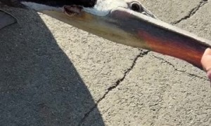 Dad and Daughter Save a Pelican