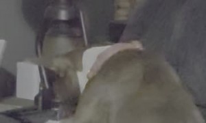 Doggo caught Doom Scrolling