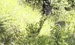 Hiker Has a Tense Encounter With Mountain Lions