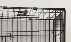 Goldendoodle Breaks Out of Cage