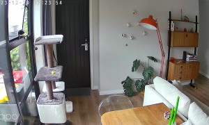 Outdoor Cat Gets Stuck in Window