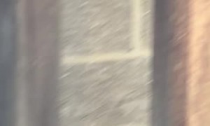 Squirrel Terrified of Cat