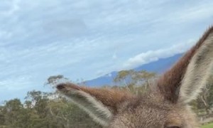 Scratching Kangaroo's Belly