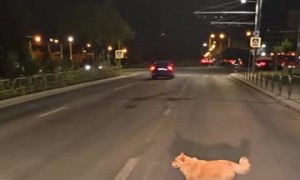 Stopping to Let a Dog Cross the Road