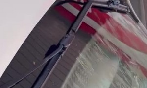Locust Storm