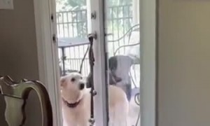 Gentleman Dog Opens the Door for His Friend