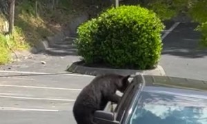 Bears Find Food in Unattended Pick-Up Truck