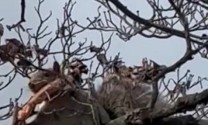 Jersey Squirrel eating Jersey Pizza