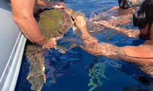 Cut and Free: Saving an Entangled Sea Turtle