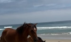 When Wild Horses Choose Your Family