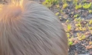Toddler Holding a Lizard