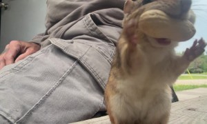 Pickpocket Chipmunk