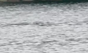 Unexpected Passerby While Fishing on Lake Winnipesaukee